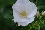 Dcim7894/DSC_0832