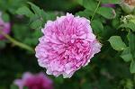Dcim7894/DSC_0843