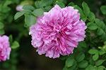 Dcim7894/DSC_0845