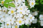 Dcim7894/DSC_0868