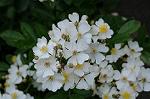 Dcim7894/DSC_0873