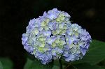 Dcim7894/DSC_0877