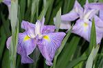 Dcim7894/DSC_0918
