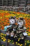 Dcim7970/DSC_7533