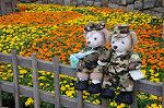 Dcim7970/DSC_7535