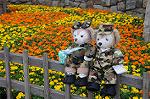 Dcim7970/DSC_7536