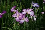Dcim8013/DSC_2823