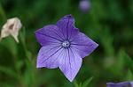 Dcim8053/DSC_3327