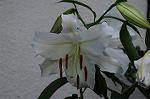 Dcim8108/DSC_2907