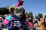 Dcim8294/DSC_0151
