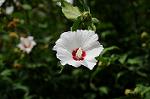 Dcim8358/DSC_7265