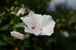 Dcim8358/DSC_7267