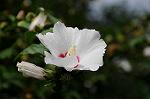 Dcim8358/DSC_7268