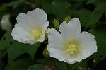 Dcim8358/DSC_7273