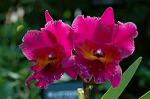 Dcim8605/DSC_7079