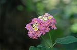 Dcim8605/DSC_7090