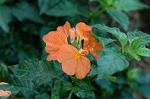 Dcim8605/DSC_7093