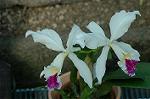 Dcim8605/DSC_7164