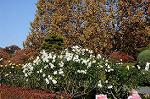 Dcim8607/DSC_8579