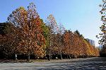 Dcim8607/DSC_8585