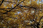 Dcim8608/DSC_8788