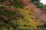 Dcim8612/DSC_9195