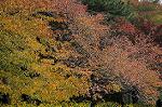 Dcim8612/DSC_9196