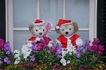 Dcim8625/DSC_0798