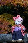 Dcim8634/DSC_1564