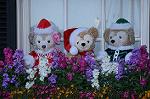 Dcim8652/DSC_3590