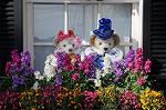Dcim8676/DSC_6430