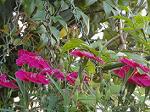 DSC01707