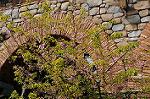 Dcim8856/DSC_6597