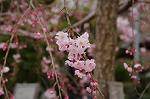 Dcim8866/DSC_7661