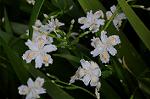 Dcim8867/DSC_7787