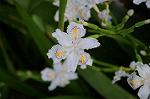 Dcim8867/DSC_7788