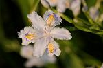 Dcim8867/DSC_7810
