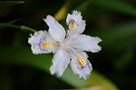 Dcim8867/DSC_7831