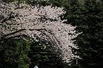 Dcim8883/DSC_9806