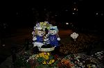 Dcim8904/DSC_2657