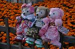Dcim9598/DSC_9465