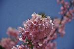 Dcim9923/DSC_0716