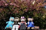 Dcim9924/DSC_0732