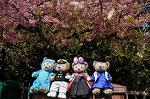 Dcim9924/DSC_0733