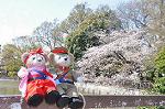 Dcim9951/DSC_3998