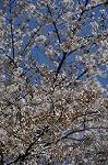 Dcim9952/DSC_4096