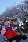 Dcim9952/DSC_4133