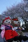 Dcim9952/DSC_4135