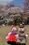 Dcim9953/DSC_4224