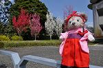Dcim9953/DSC_4246